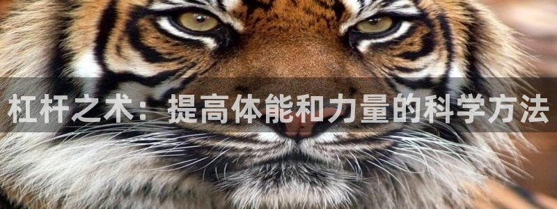 领航国际体育2官网入口